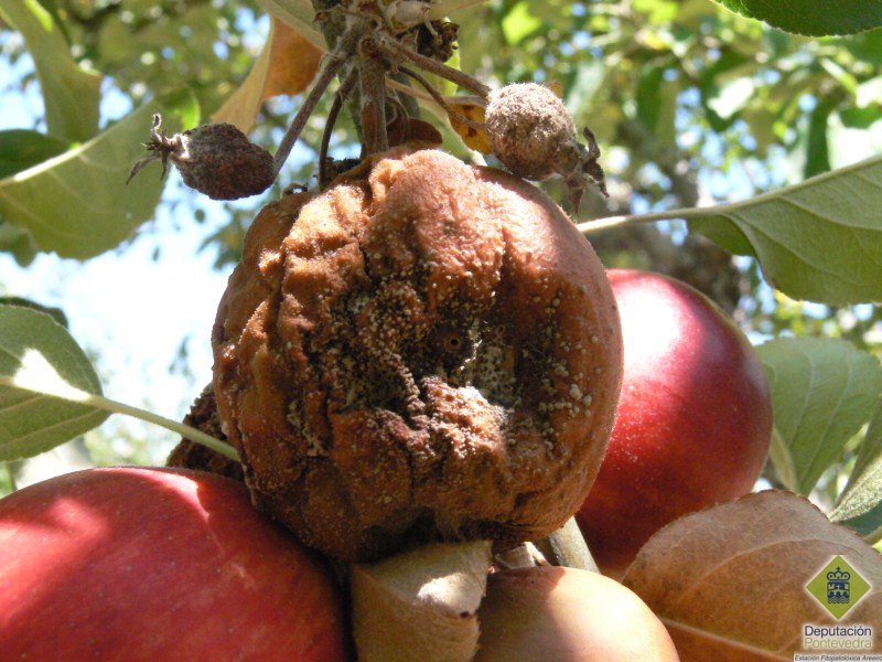 Carpocapsa pomonella >> Manzana con penetracion larvaria y pudricion posterior.jpg